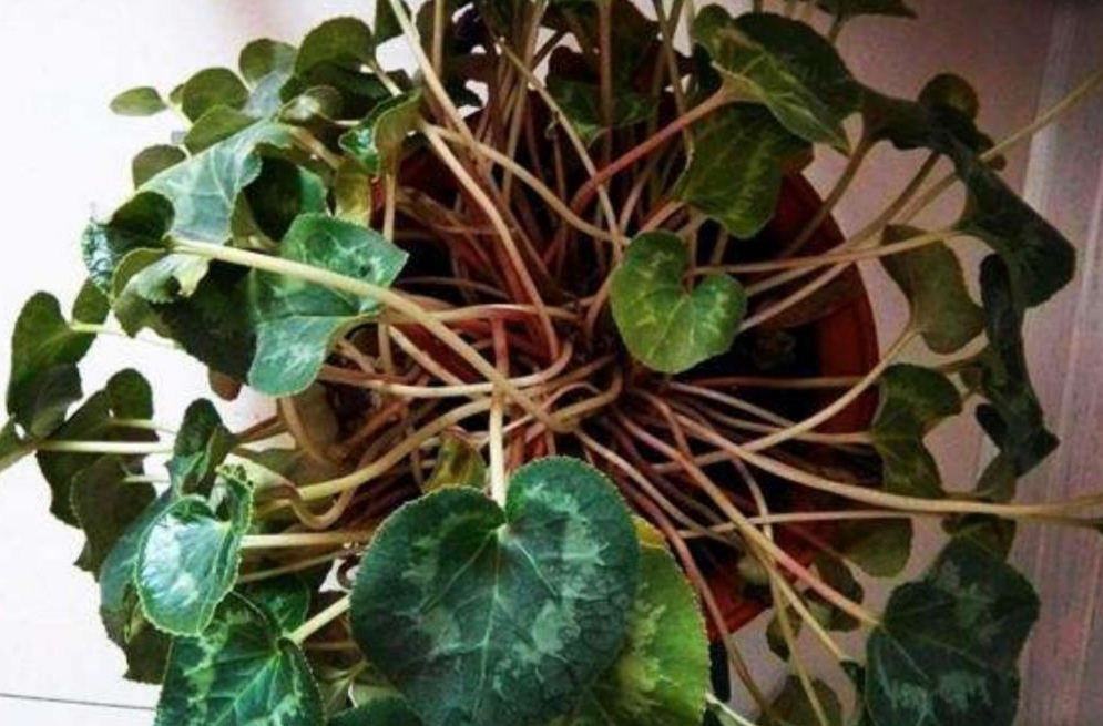 何时扦插菊花 - 植物养殖园丁指南