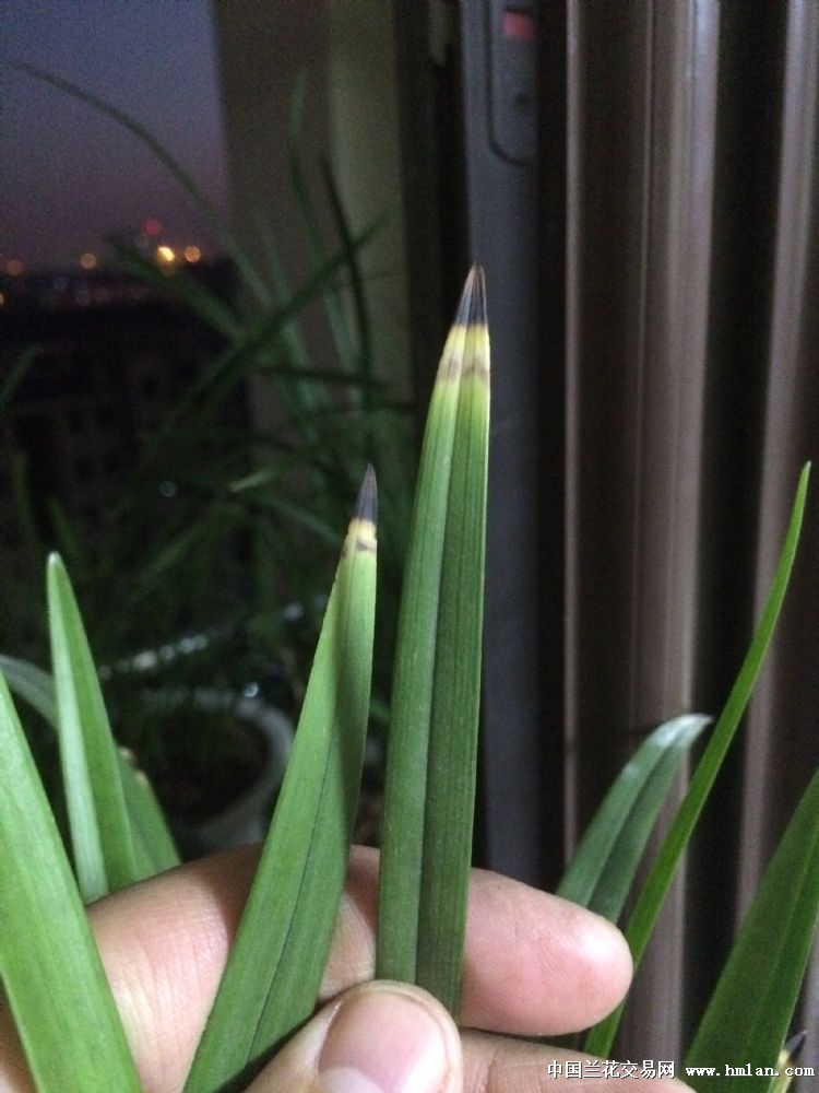 常青藤扦插：繁殖技巧与养护指南