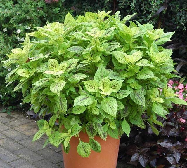 菠萝的种植方法及图片