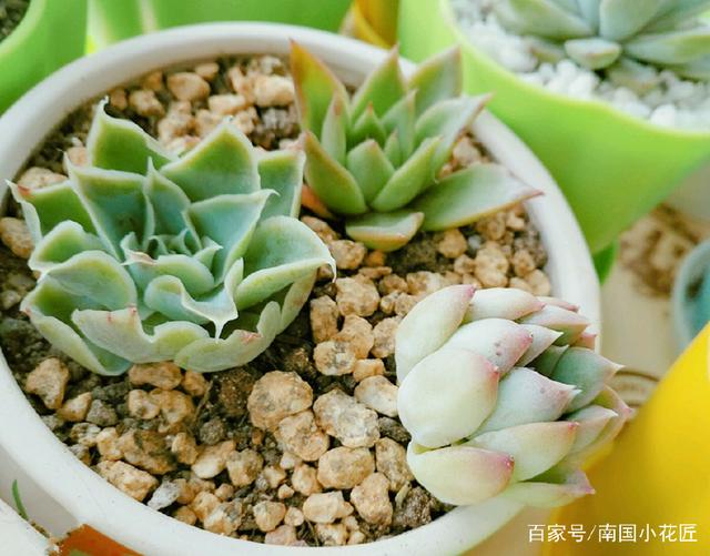 养龟的方法：全方位指南