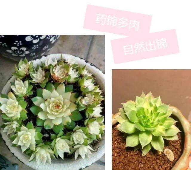 水扦插茉莉可以吗？探索高效繁殖方法