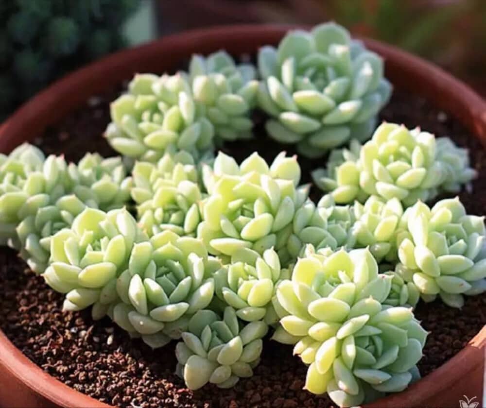 长寿花养殖方法：让你的长寿花繁茂盛开