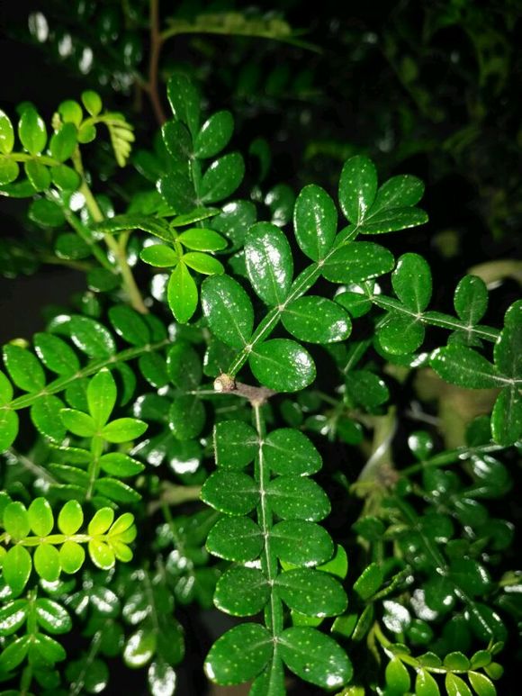 惠兰的养殖方法：掌握要点，养出优雅花姿