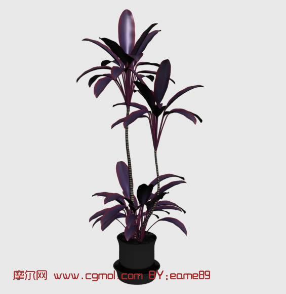 种柠檬的方法：家庭种植指南