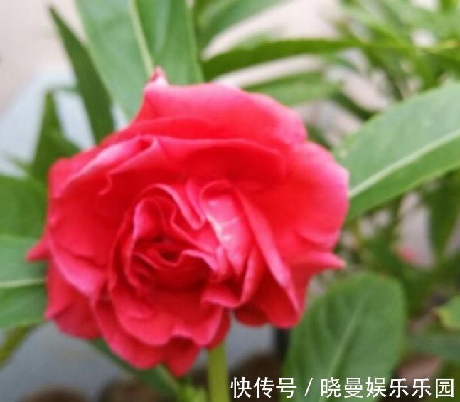 养玫瑰盆栽好吗：盆栽玫瑰的养护指南