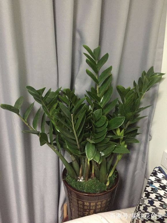 朱顶红种球种植方法：详解步骤与养护技巧