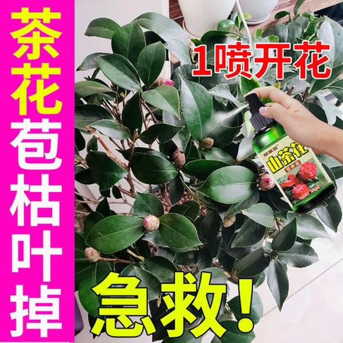 玫瑰盆栽施什么肥：专家指南