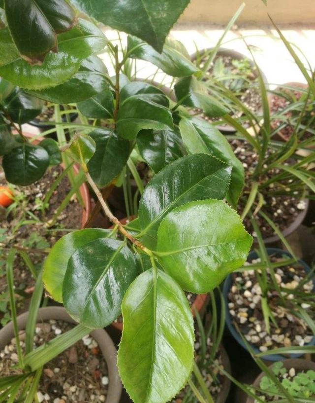 玉蝶的养殖方法：让你的花园增添独特魅力