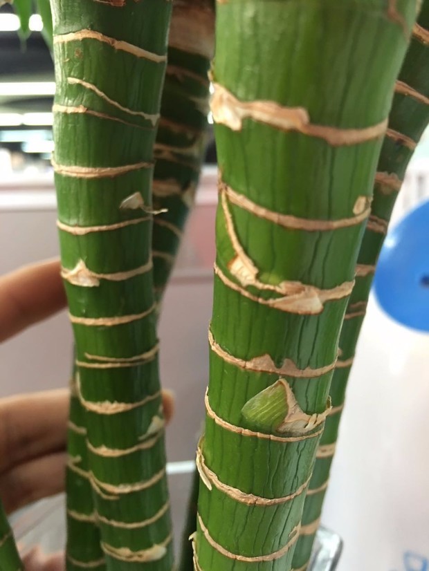 花生盆栽的种植方法