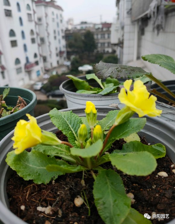 榕树的修剪方法：让榕树更加茂盛与美观