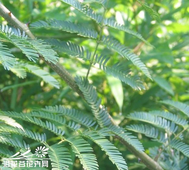 口蘑种植方法：掌握关键技术，实现家庭种植
