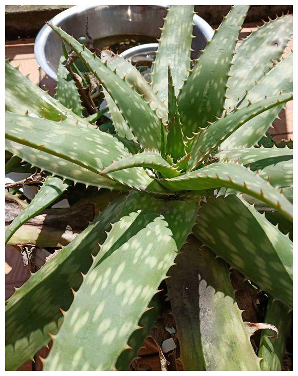 姜荷花的种植方法视频：掌握技巧，养出繁茂花海