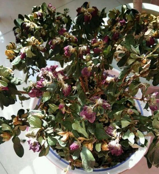 薰衣草盆栽有什么作用