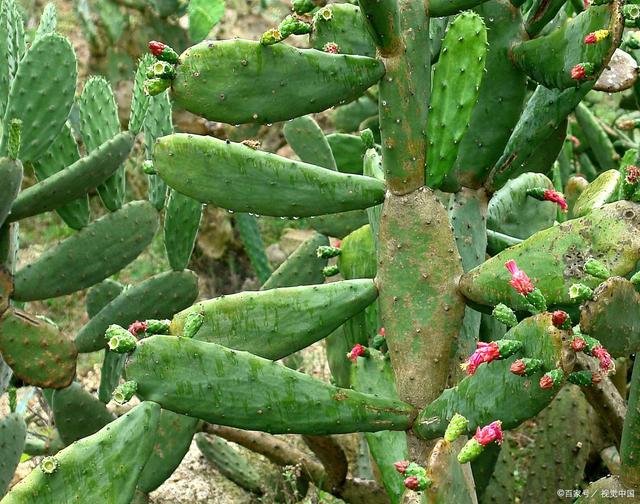 红掌的扦插方法：繁殖新植株的详细指南