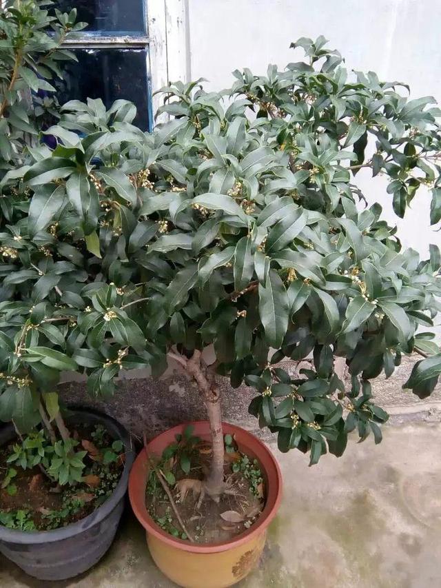 牡丹吊如何扦插：掌握技巧，养出繁茂花株