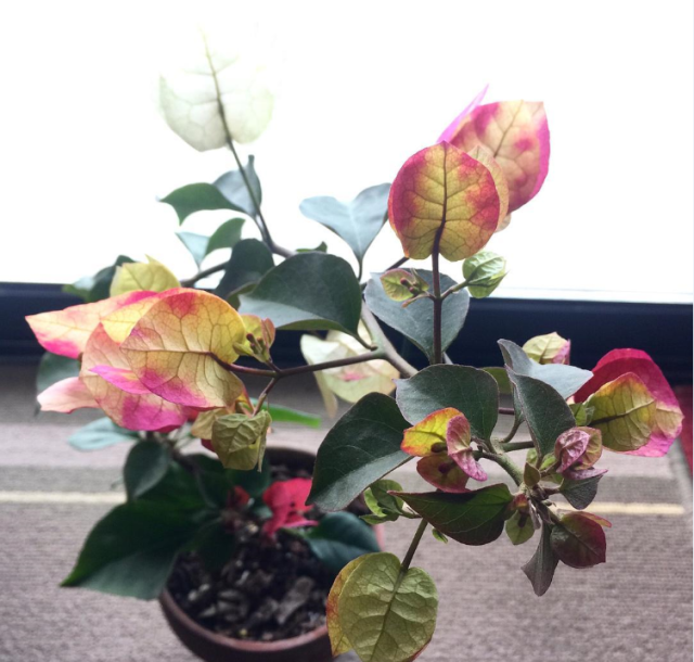 湖南芍药盆栽：打造家中春日花园的艺术