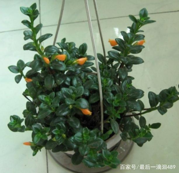 黄皮盆栽种植方法照片：掌握要点，轻松养出繁茂黄皮树