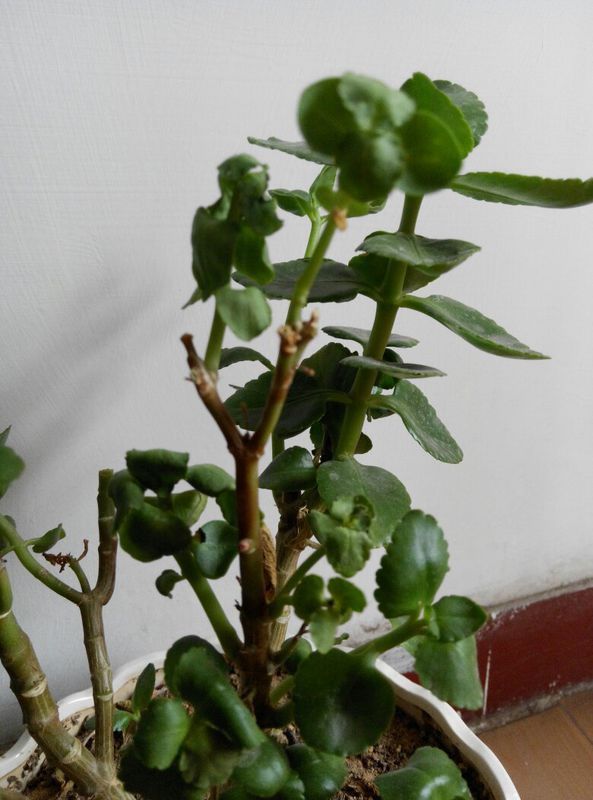 长寿花插枝方法和时间：园艺爱好者的指南