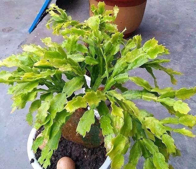 散尾葵的养殖方法