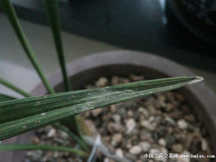盆栽室内月季花：养护指南与技巧