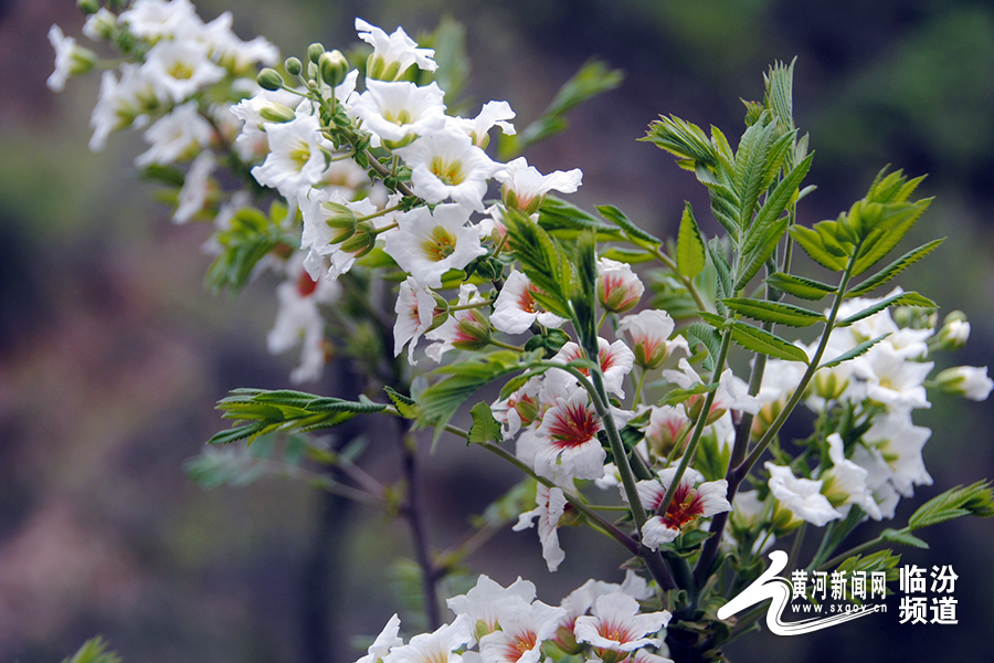 菊花4月扦插：春季繁殖新技巧