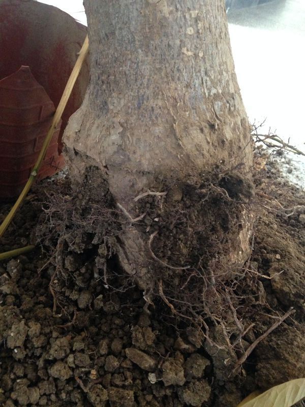 发财树的养殖方法视频：掌握要点，让你的绿植茂盛生长