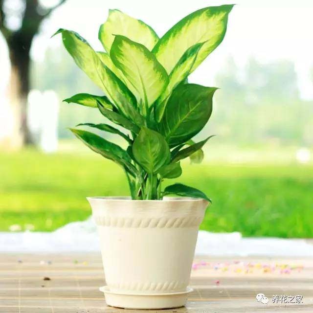 丁香花的养殖方法