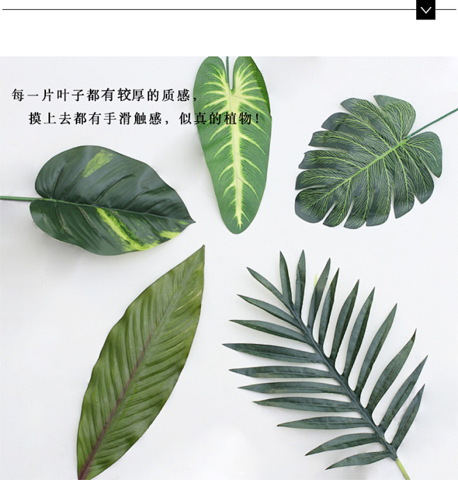 发财树扦插方法：掌握技巧，轻松繁殖绿色财富