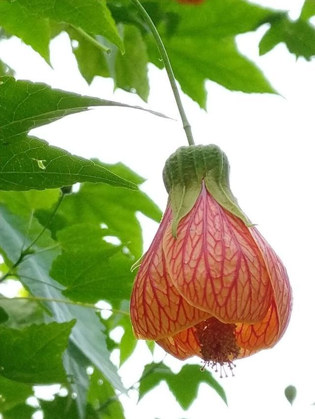 菠菜的播种方法：家庭菜园必备指南