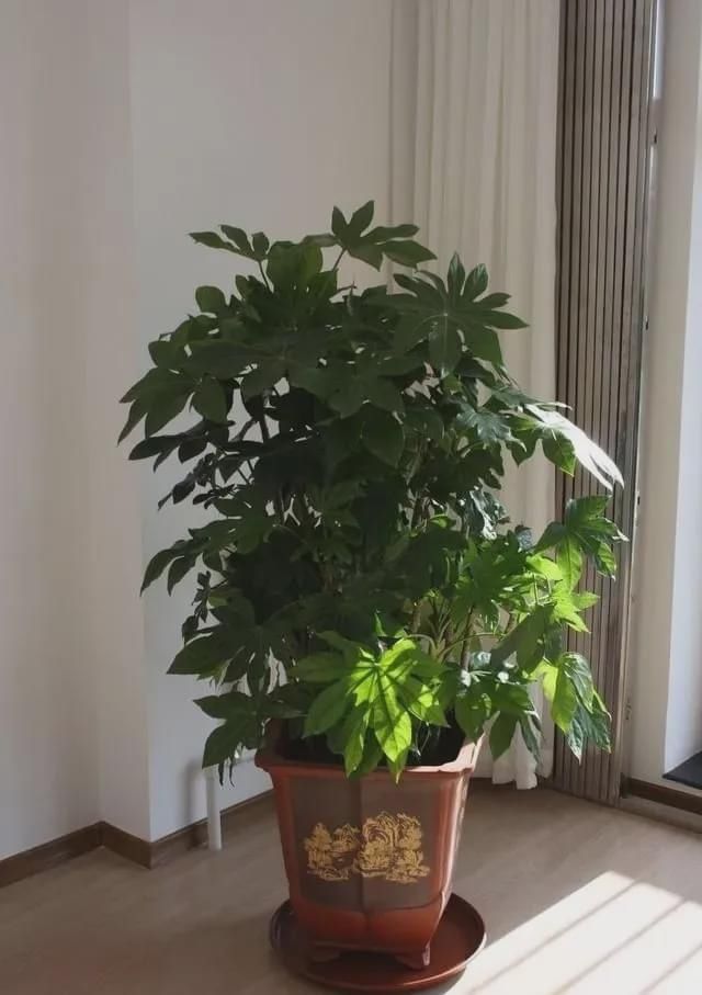盆栽荔枝论坛：园艺爱好者的交流平台