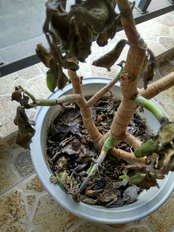 盆栽苹果树用什么土？专业园丁为您解答