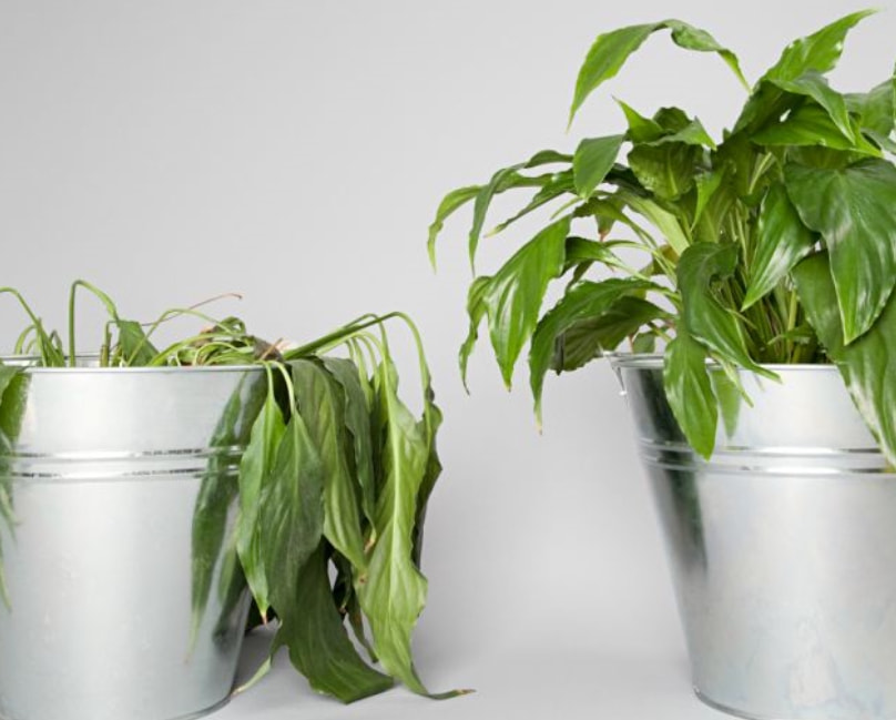 柠檬种植方法