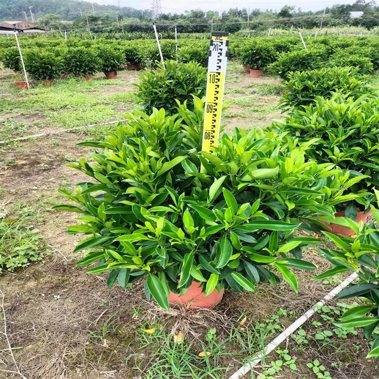 木槿可以软扦插吗？揭开繁殖新方法的奥秘