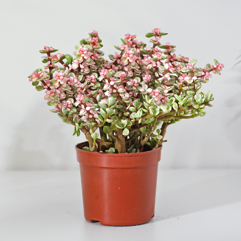 茶籽种植方法：从选种到丰收的全程指南