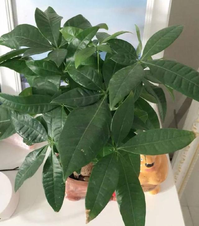 桂花的盆栽管理