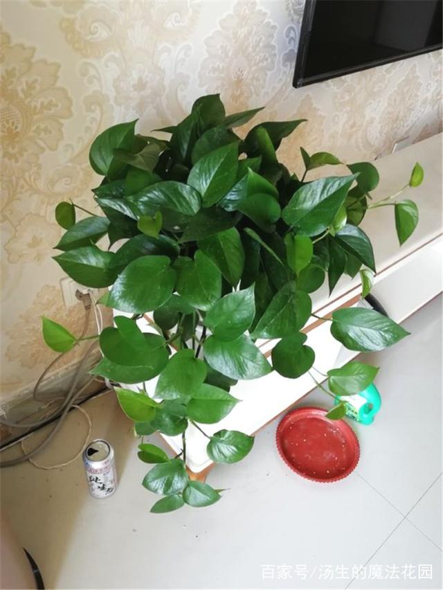 榕树盆栽怎么浇水 - 植物养殖园丁指南