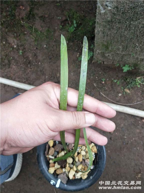 秋海棠扦插：繁殖新植株的详细指南