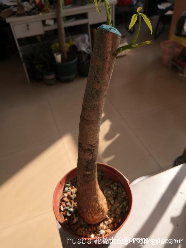 小盆栽植物怎么养：打造室内绿意盎然的秘诀
