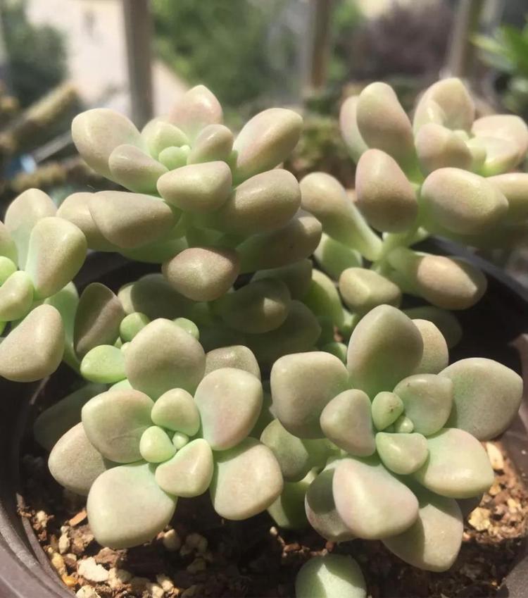 柏竹的养殖方法