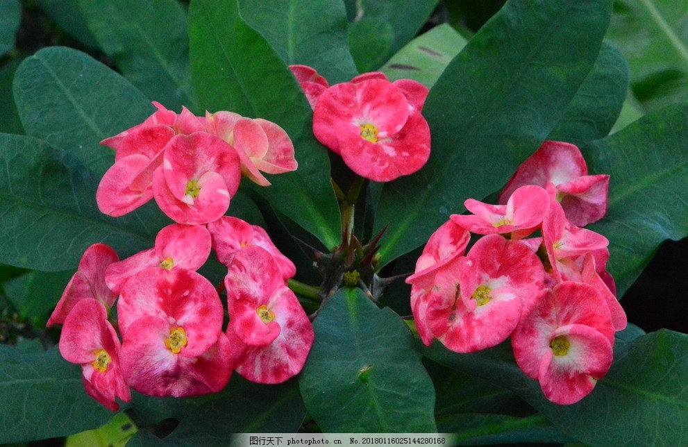 豌豆的种植方法：从播种到丰收的全方位指南
