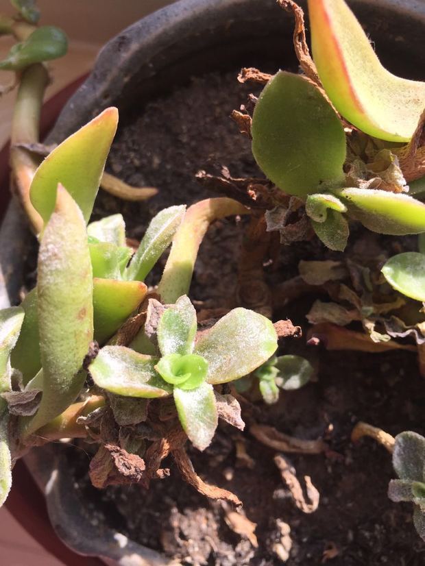 菜瓜种植方法：掌握要领，轻松种植鲜甜菜瓜