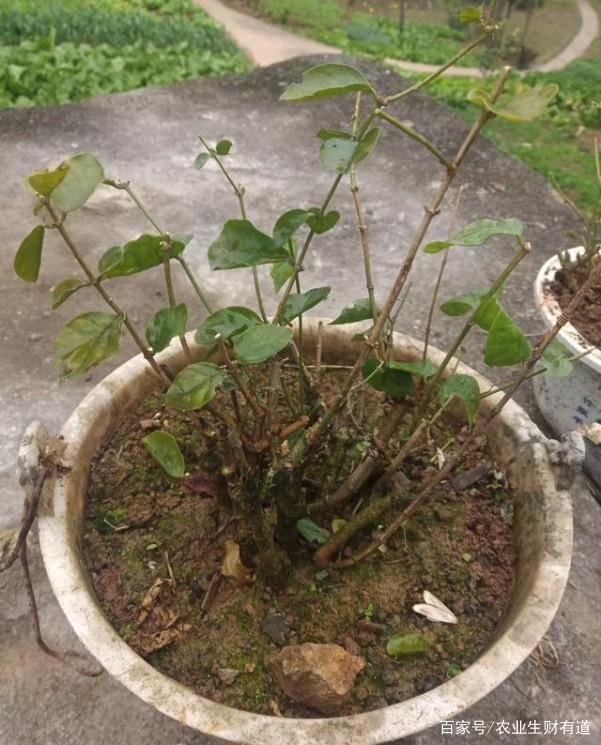 香猪饲养方法：掌握关键技巧，养出健康宠物猪