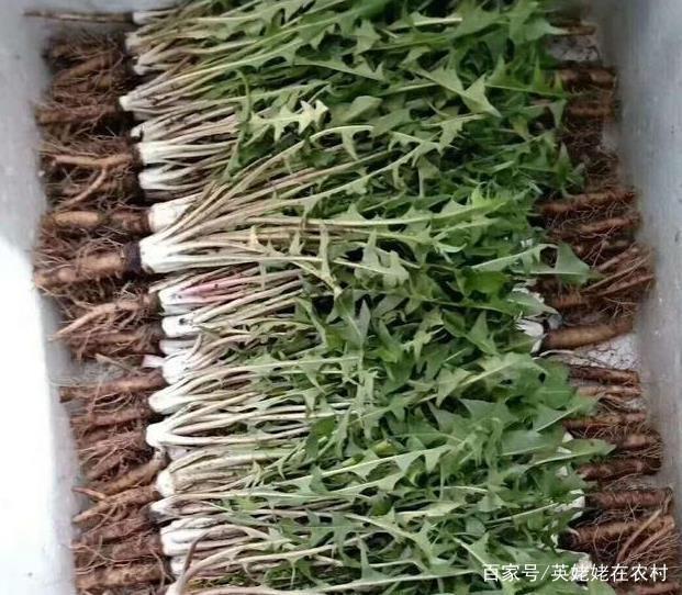 鹅掌柴扦插：繁殖新植株的简易指南