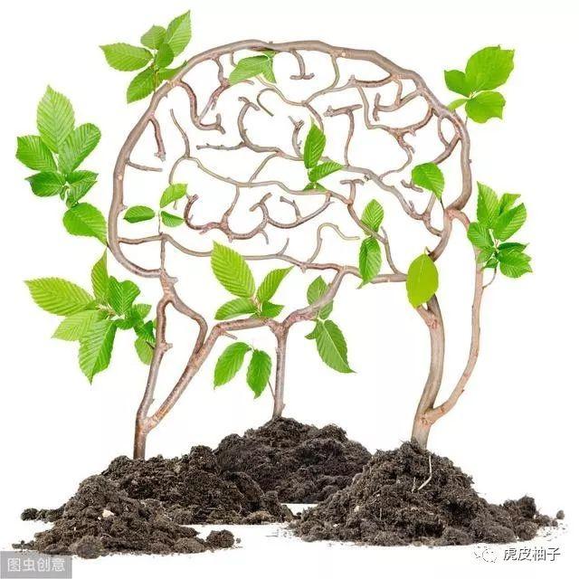 三角梅的栽培方法视频：揭秘美丽三角梅的养成之道