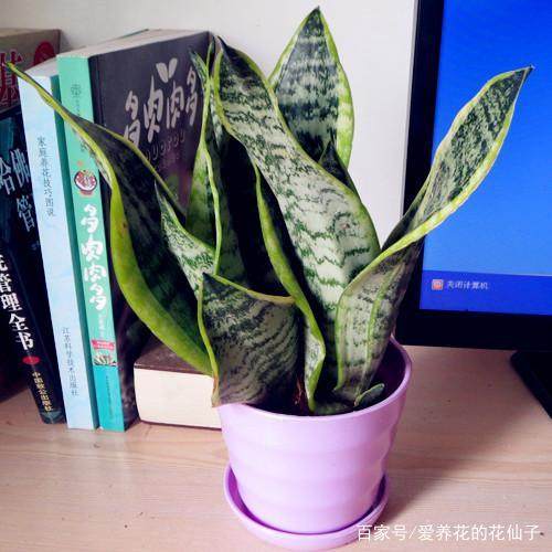 花蟹养殖方法：全方位指南