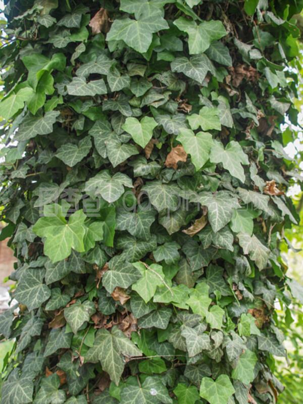 小西红柿怎么种植方法