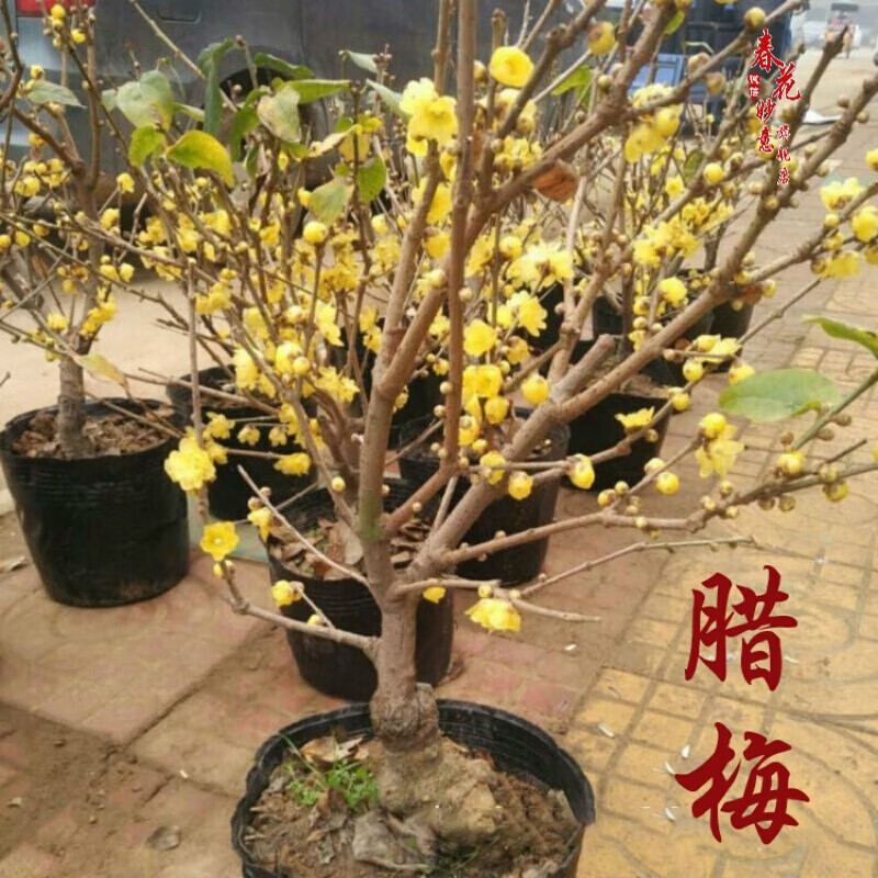 怎样扦插玫瑰生根最快：专业园丁的秘密技巧
