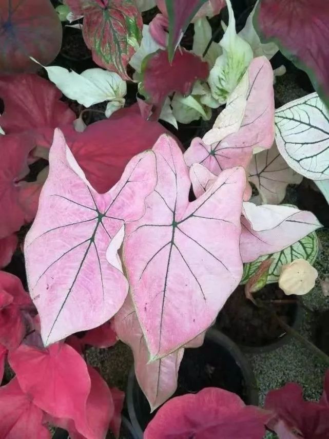 剑兰种球种植方法：详解种植技巧与养护要点