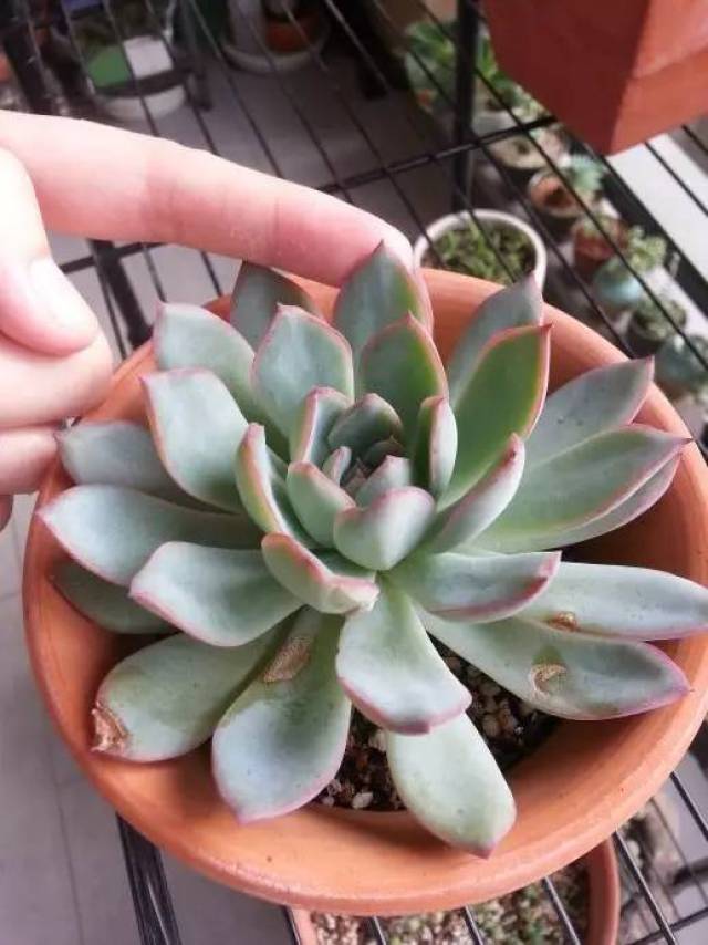 玫瑰插花方法：掌握技巧，让玫瑰绽放光彩