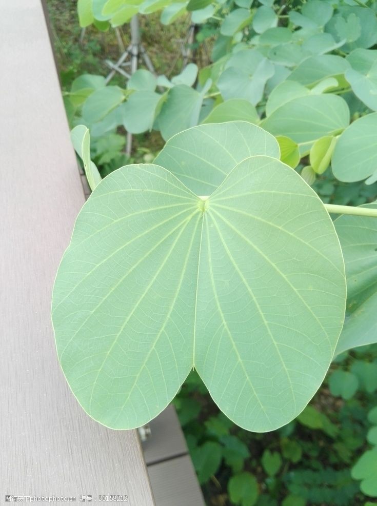 翡翠养殖方法：打造绿意盎然的家居环境